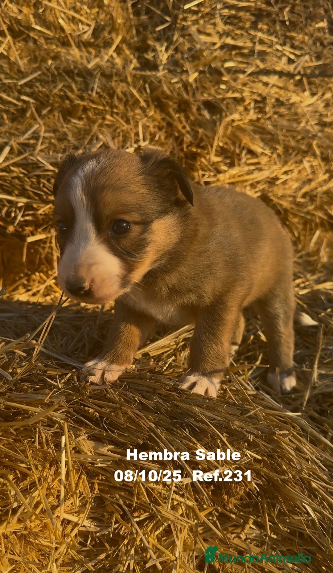 Border Collie perros en venta: BORDER COLLIE Sable Merle - Anuncio 24