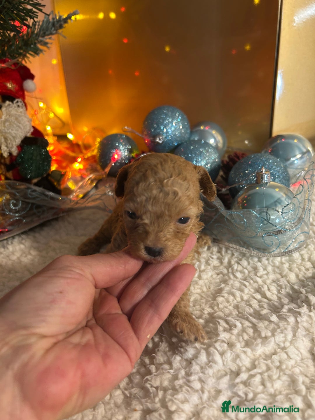 Caniche Toy perros en venta: Caniche toy - Anuncio 3