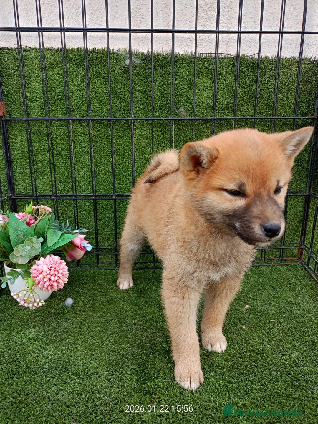 Shiba Inu perros en venta: SHIBA INU ENCANTADOR - Anuncio 1