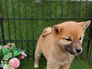 Shiba Inu perros SHIBA INU ENCANTADOR - Anuncio 1