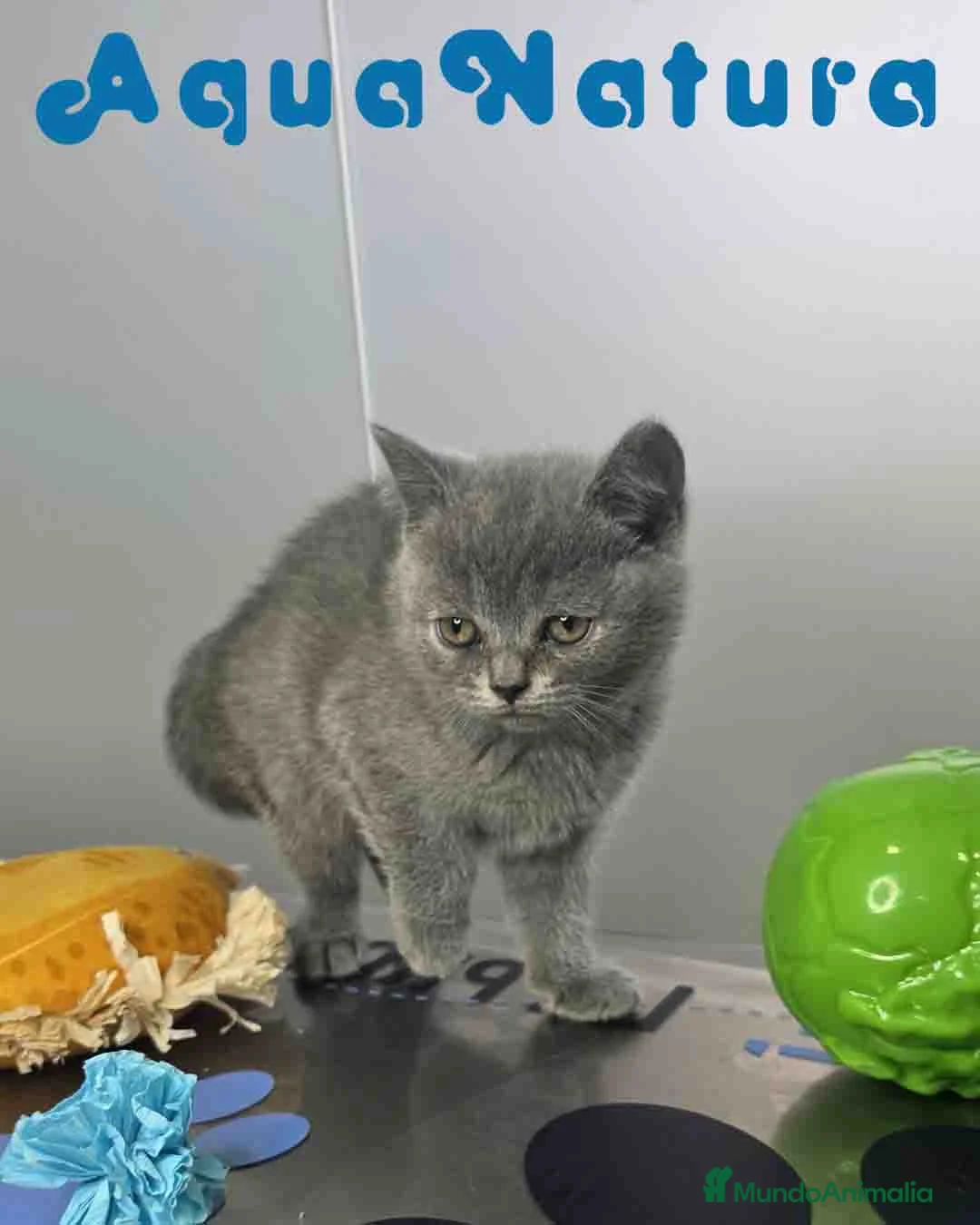 Británico de Pelo Corto Azul gatos en venta: British Hembra 6345 AQUANATURA - Anuncio 7