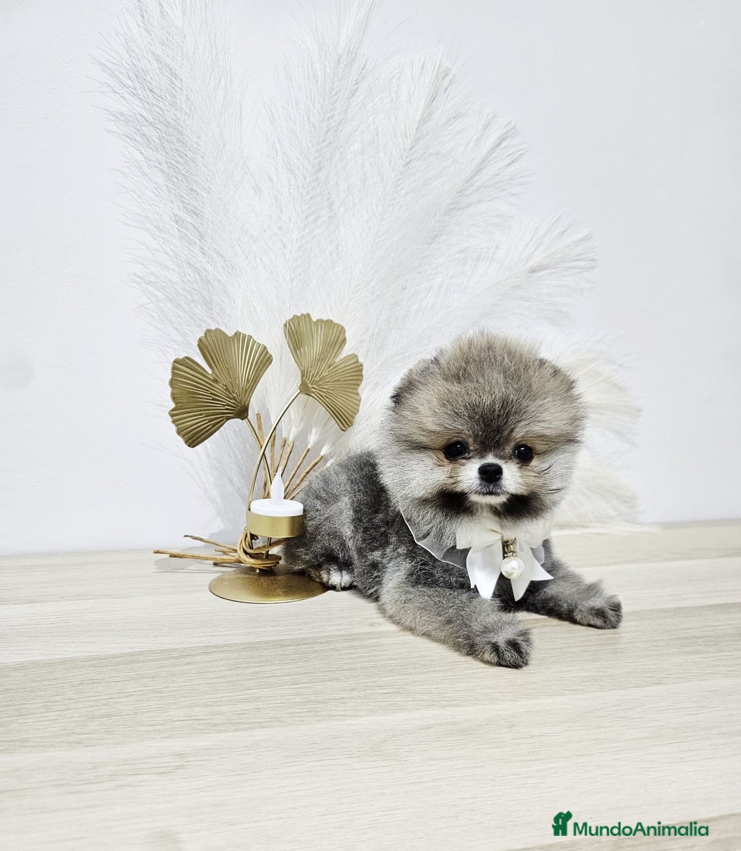 Pomerania perros en venta: POMERANIA HEMBRA - Imagen 2