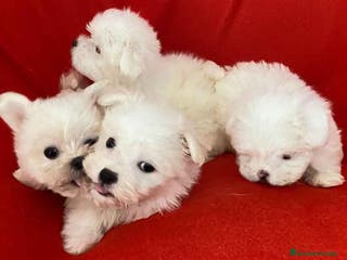 Bichón Habanero perros Camada Bichon Habanero de Kyi y Nis - AQUANATURA en Barcelona - Anuncio 11