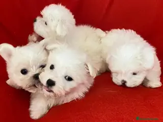Bichón Habanero perros Camada Bichon Habanero de Kyi y Nis - AQUANATURA en Barcelona - Anuncio 10