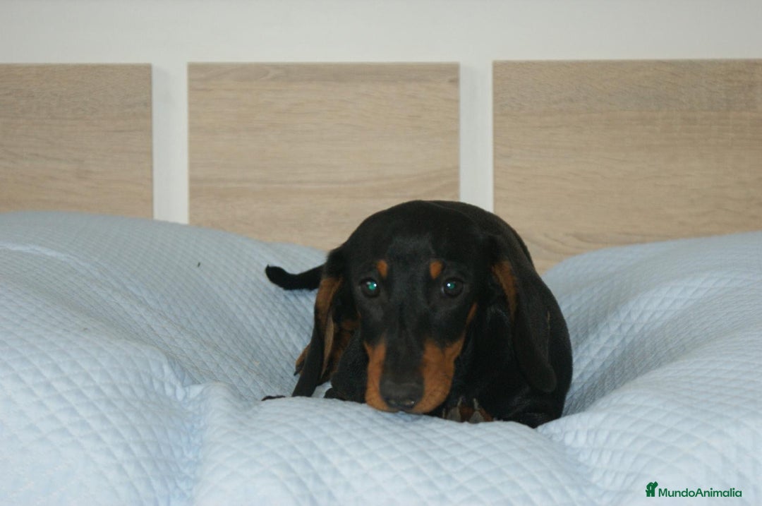 Teckel perros en venta: TECKEL KANINCHEN N/F - Anuncio 3