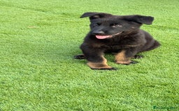 Pastor Alemán perros en venta: Cachorros de pastor alemán negro calzado - Imagen 2