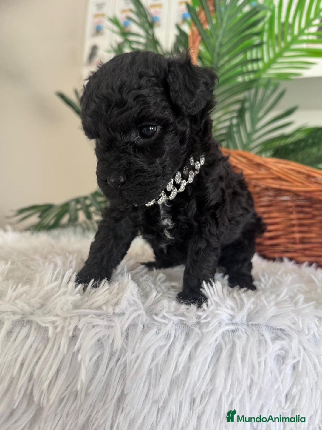 Caniche Toy perros en venta: CANICHE TOY MACHO - Anuncio 16