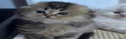 Scottish Fold gatos en venta: Scottish Fold Highland  - Anuncio 6