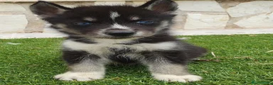 Husky Siberiano 4