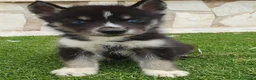 Husky Siberiano perros en venta: Husky Jet Black y Agouti EXÓTICOS - Anuncio 5