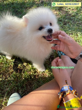 Pomerania perros - Anuncio 18