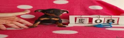 Pinscher Miniatura perros en venta: Pinscher miniatura  - Anuncio 1