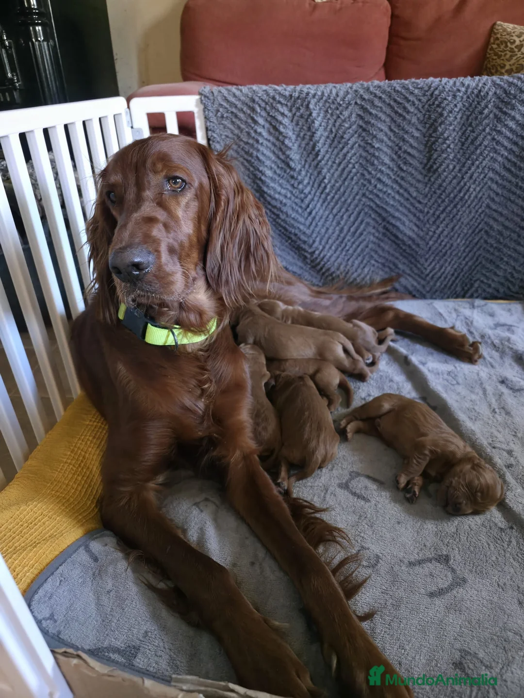 Setter Irlandés Rojo perros en venta: Setter Rojo - Anuncio 1