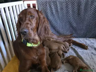 Setter Irlandés Rojo perros Setter Rojo - Anuncio 4
