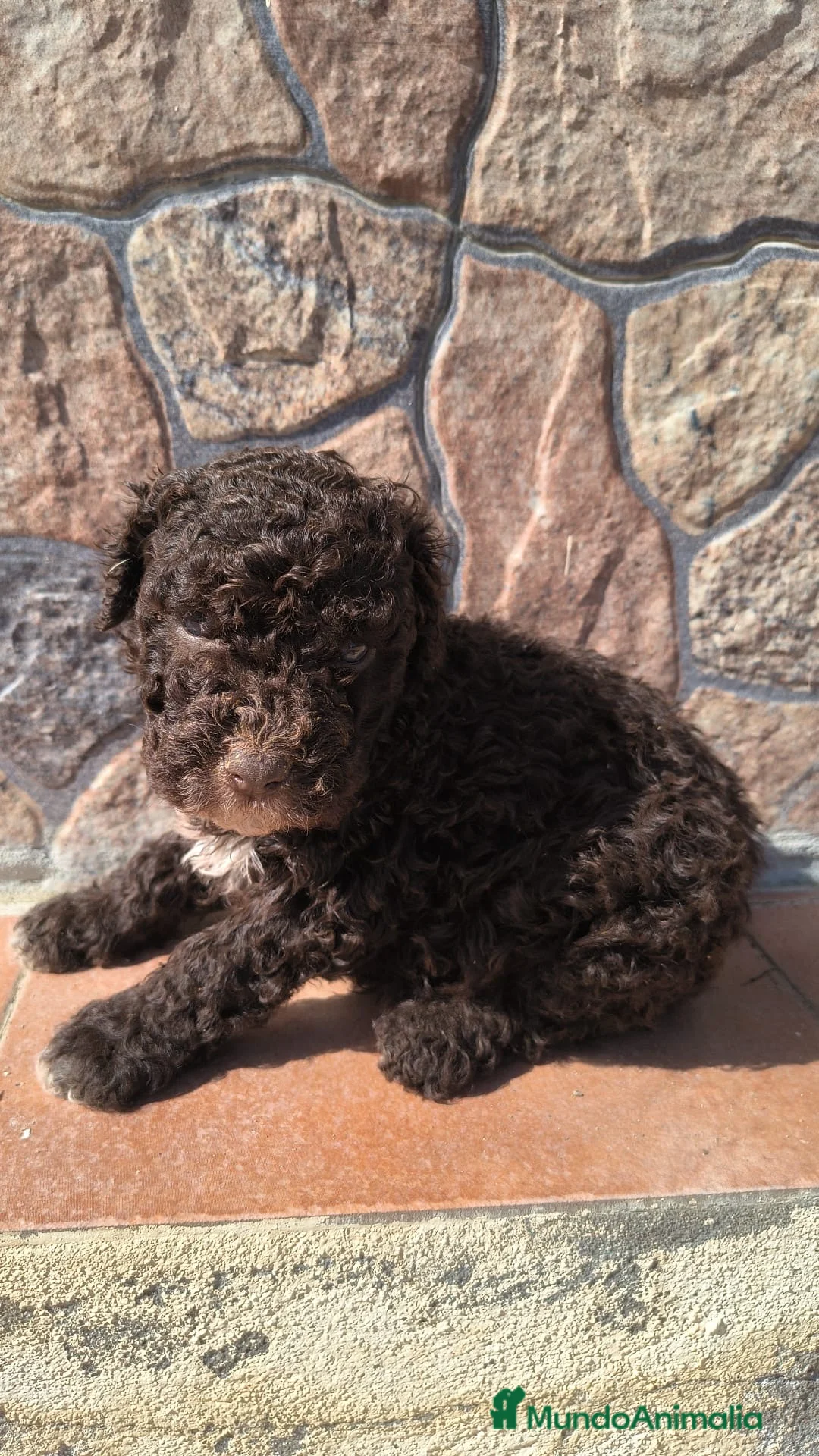 Perro de Agua Español perros en venta: Preciosos cachorros listos para entregar - Anuncio 2