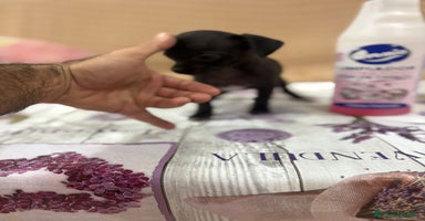 Chihuahua perros - Anuncio 9