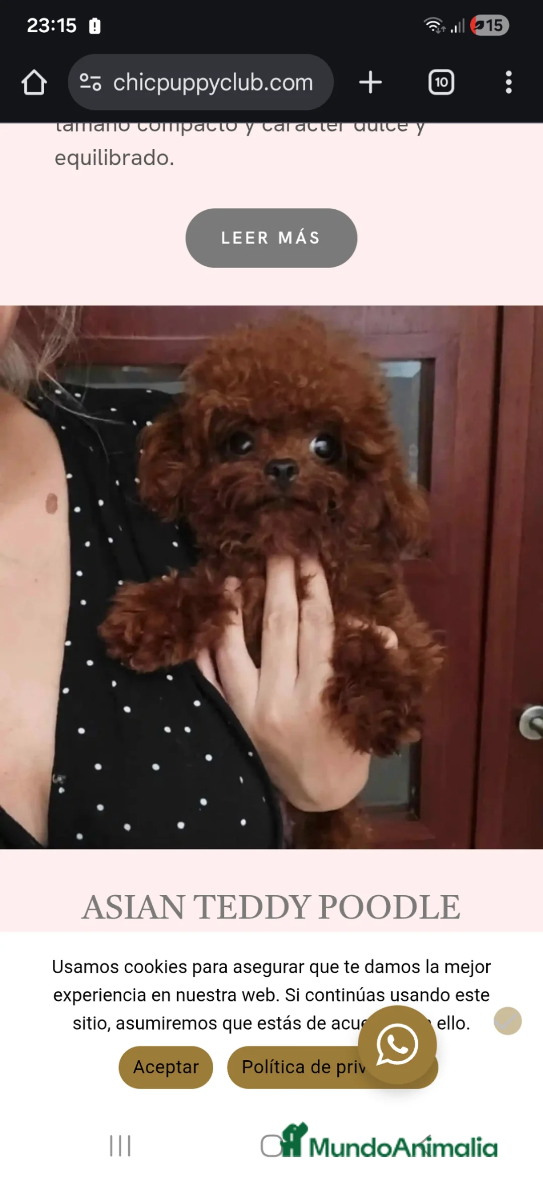 Caniche Toy perros en venta: Caniche Toy hembra rojo oscuro Líneas asiáticas   - Anuncio 2