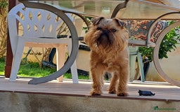 Grifón de Bruselas perros para monta: Griffon de bruselas  - Imagen 7