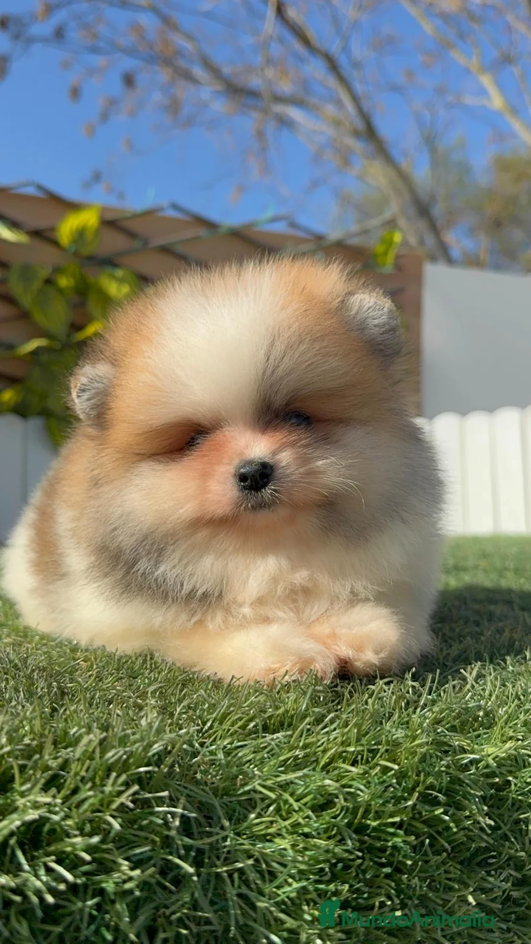 Pomerania perros en venta: POMERANIA - Anuncio 18
