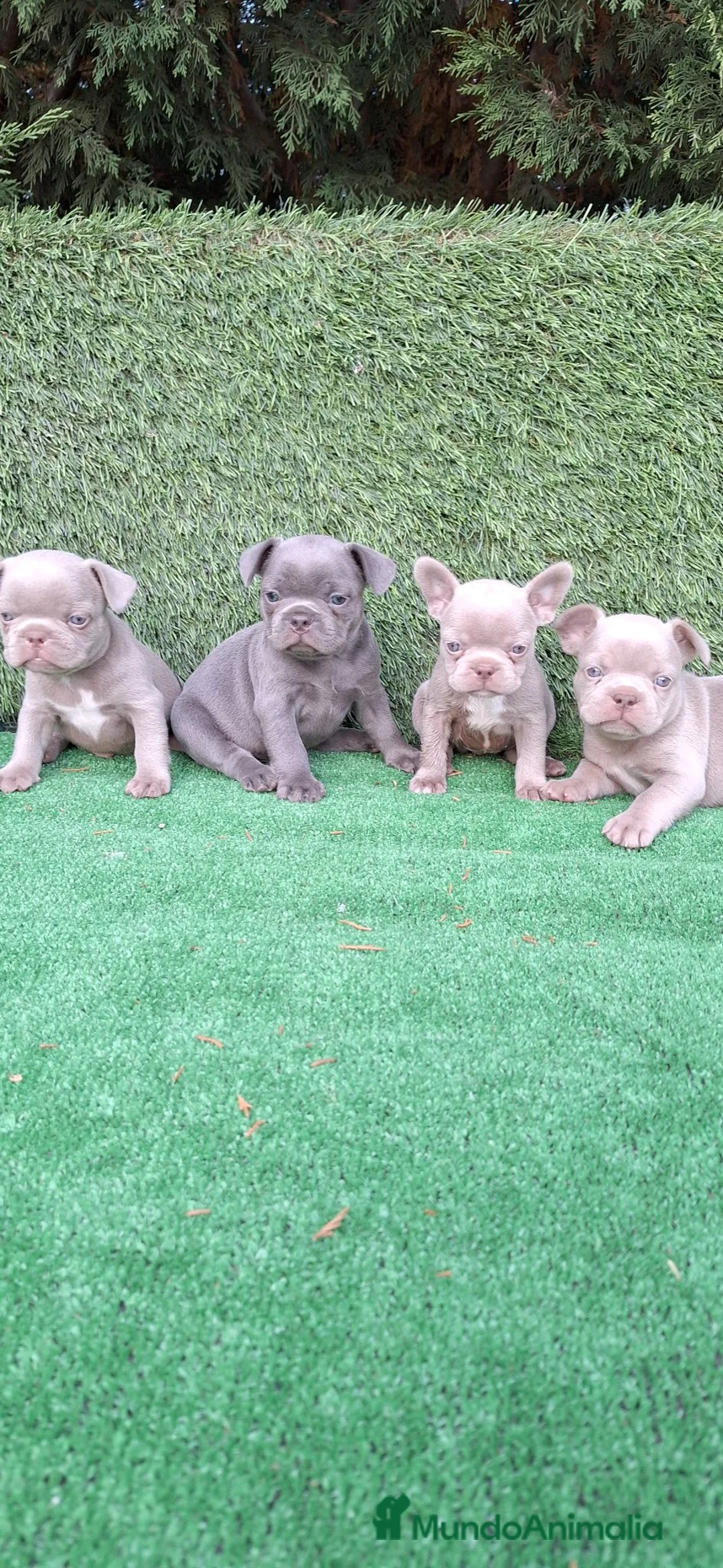 Bulldog Francés perros en venta: Bulldog francés  - Anuncio 2