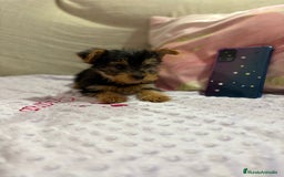 Yorkshire Terrier perros en venta: Yorkshire toy - Imagen 6
