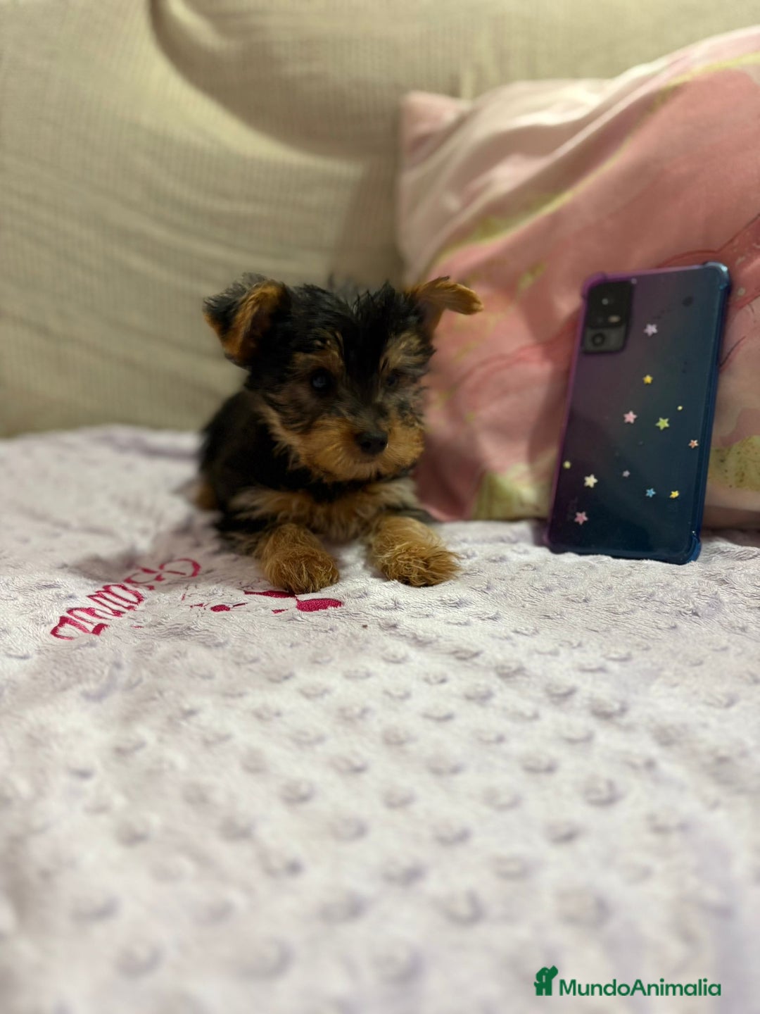 Yorkshire Terrier perros en venta: Yorkshire toy - Imagen 6