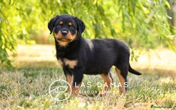 Rottweiler perros en venta: NO SON SIMPLEMENTE CACHORROS DE ROTTWEILER… - Imagen 4