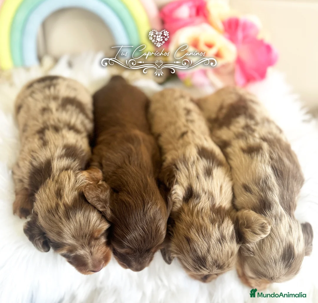 Teckel perros en venta: TUS CAPRICHOS CANINOS /// TECKEL DE PELO LARGO  en Cantabria - Anuncio 2