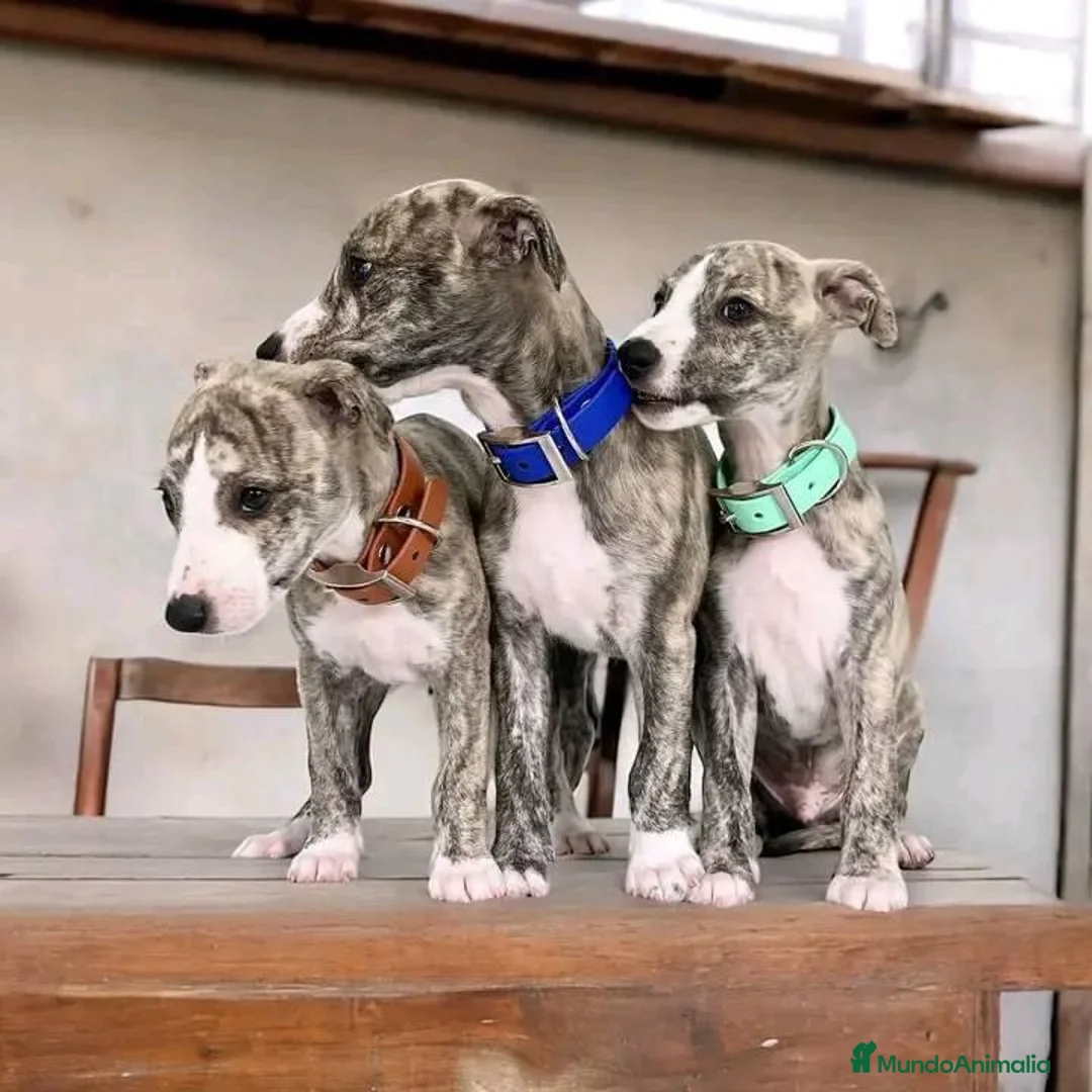 Whippet perros en venta: WHIPPET BARCELONA - ENTREGA  - Anuncio 1