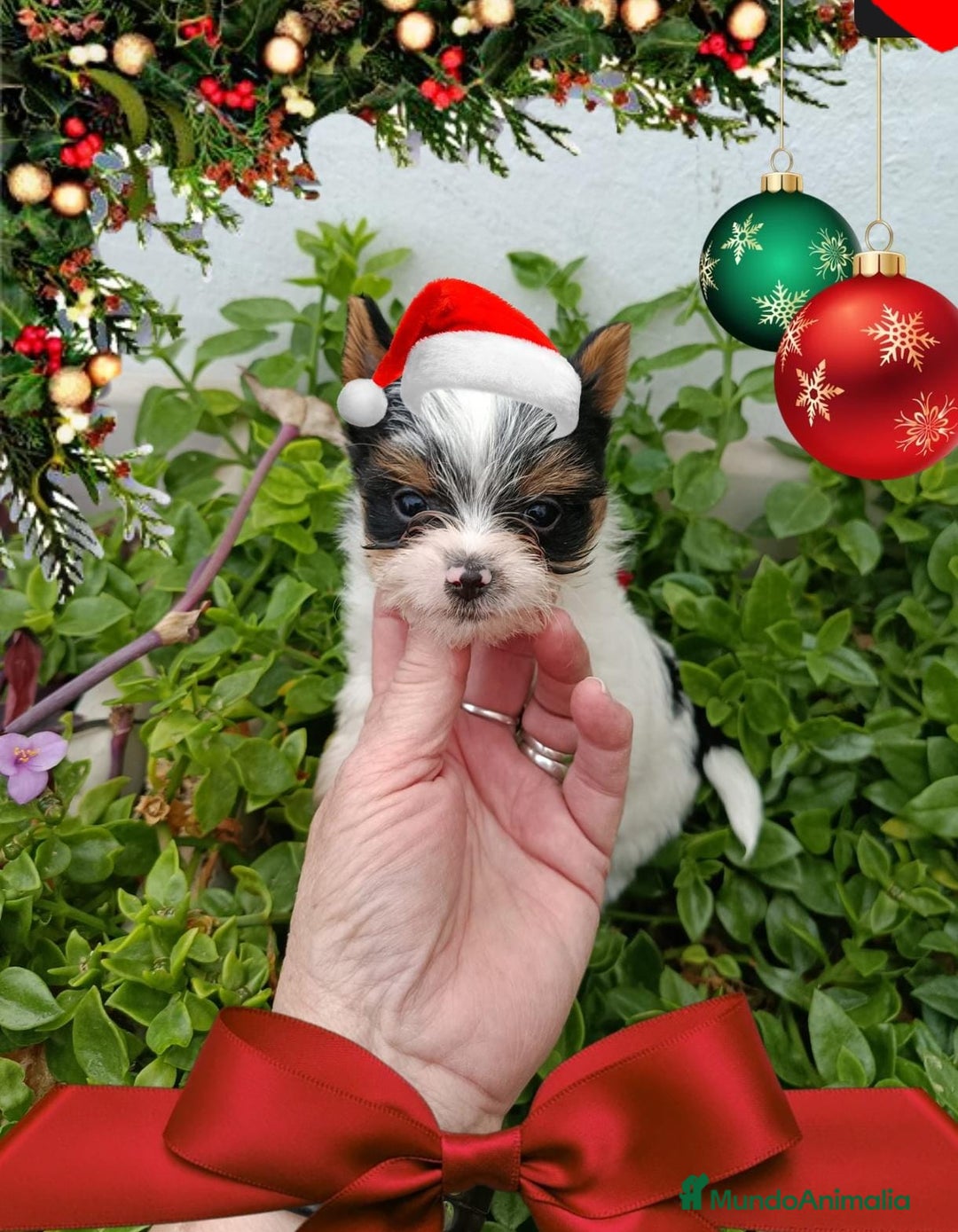 Biewer Yorkshire Terrier a la Pom Pon perros en venta: Yorkshire biewer toy  - Anuncio 6