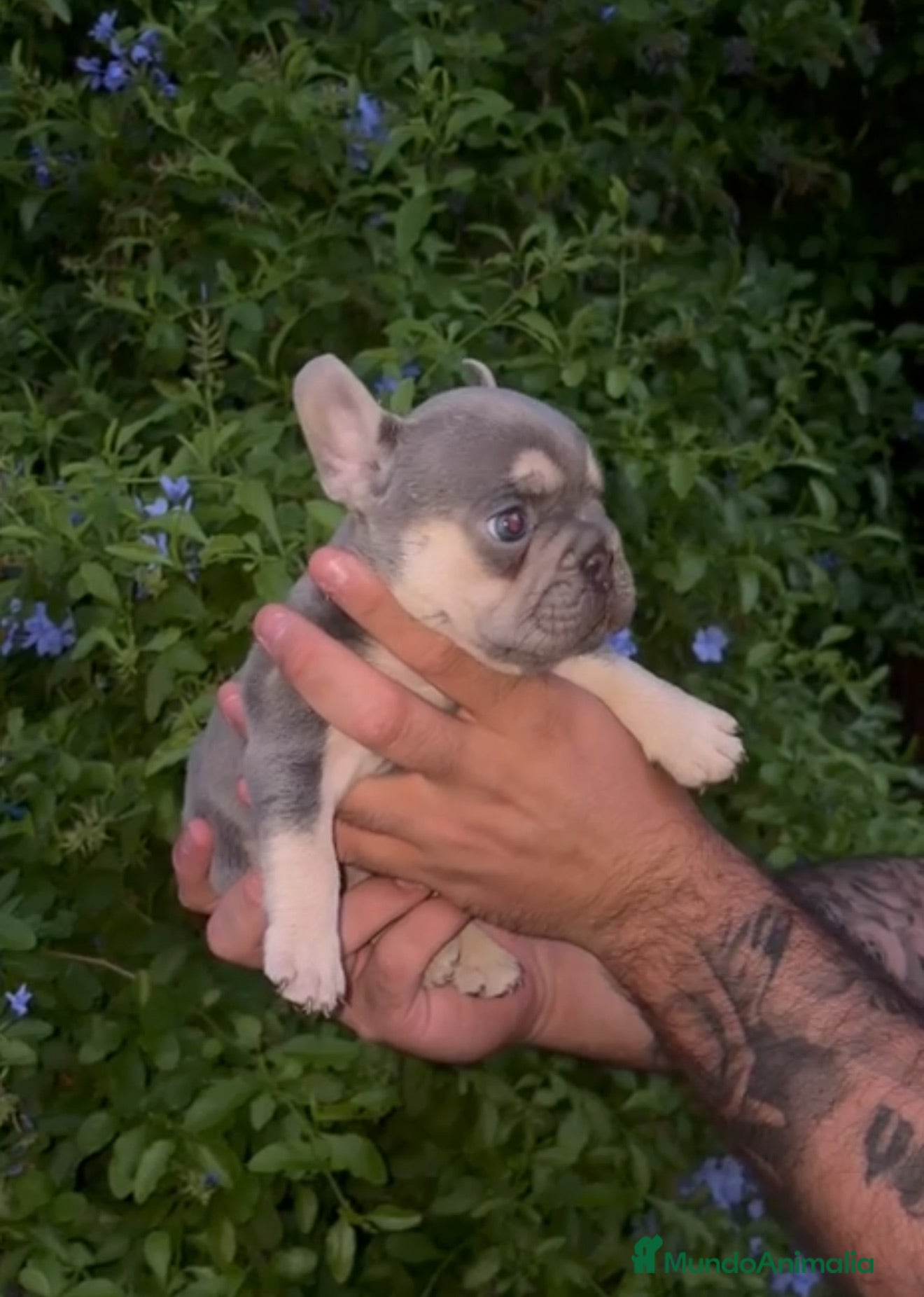Bulldog Francés perros ✨ CAMADA EXCLUSIVA | LILAC & TAN ✨ - Anuncio 1