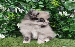 Pomsky perros en venta: Pomsky  - Anuncio 2