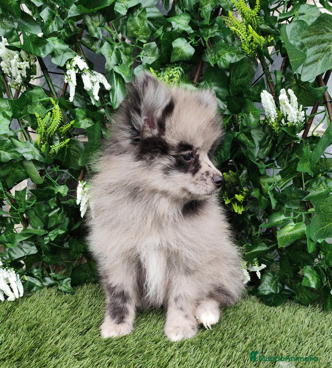 Pomsky perros en venta: Pomsky  - Anuncio 2