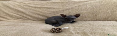 Sphynx Gatito 2