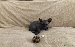 Sphynx gatos en venta: GATITOS SPHYNX - Imagen 3