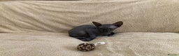 Sphynx gatos en venta: GATITOS SPHYNX - Anuncio 3