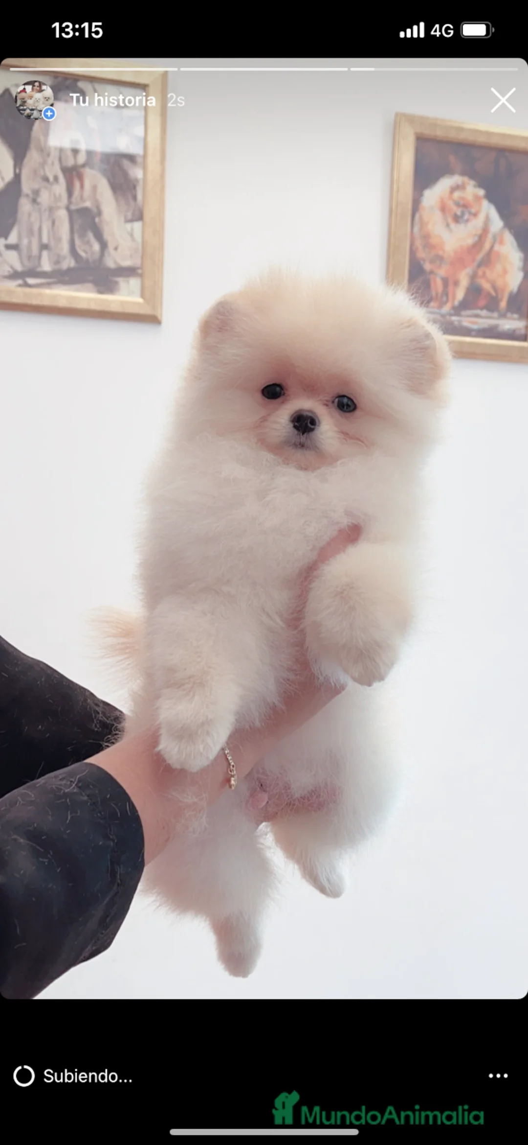 Pomerania perros en venta: EXCLUSIVES POMERANIANS en Málaga - Anuncio 9