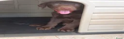 Labrador Retriever perros en venta: Labrador retriever chocolate  - Anuncio 2