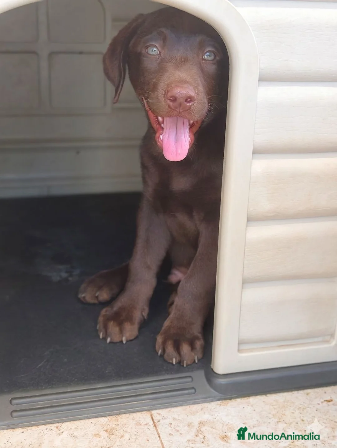Labrador Retriever perros en venta: Labrador retriever chocolate  - Anuncio 2