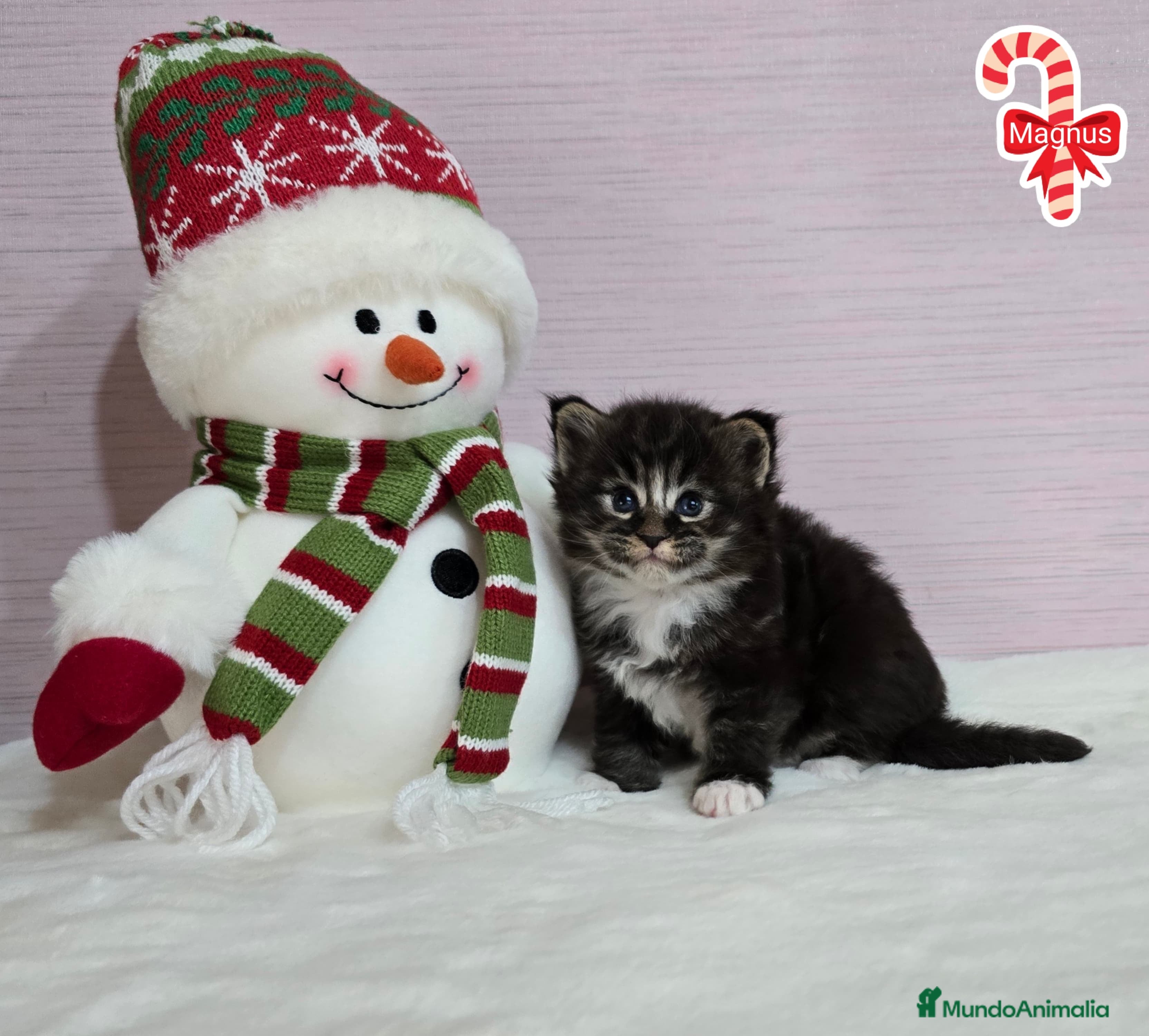 Maine Coon gatos Gatitos Maine Coon - Anuncio 3