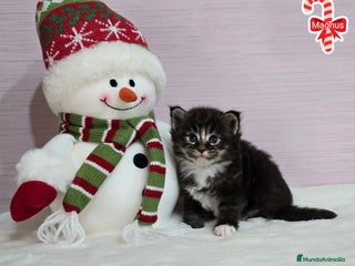 Maine Coon gatos Gatitos Maine Coon - Anuncio 2