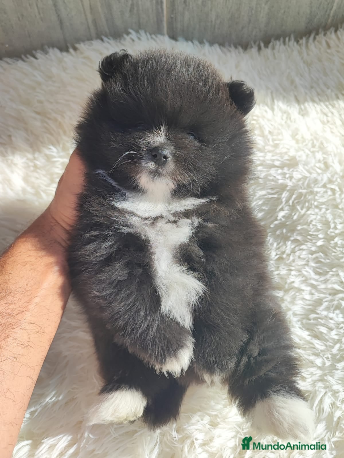 Spitz pequeño - Kleinspitz perros SPITZ ALEMÁN MACHO - Anuncio 3