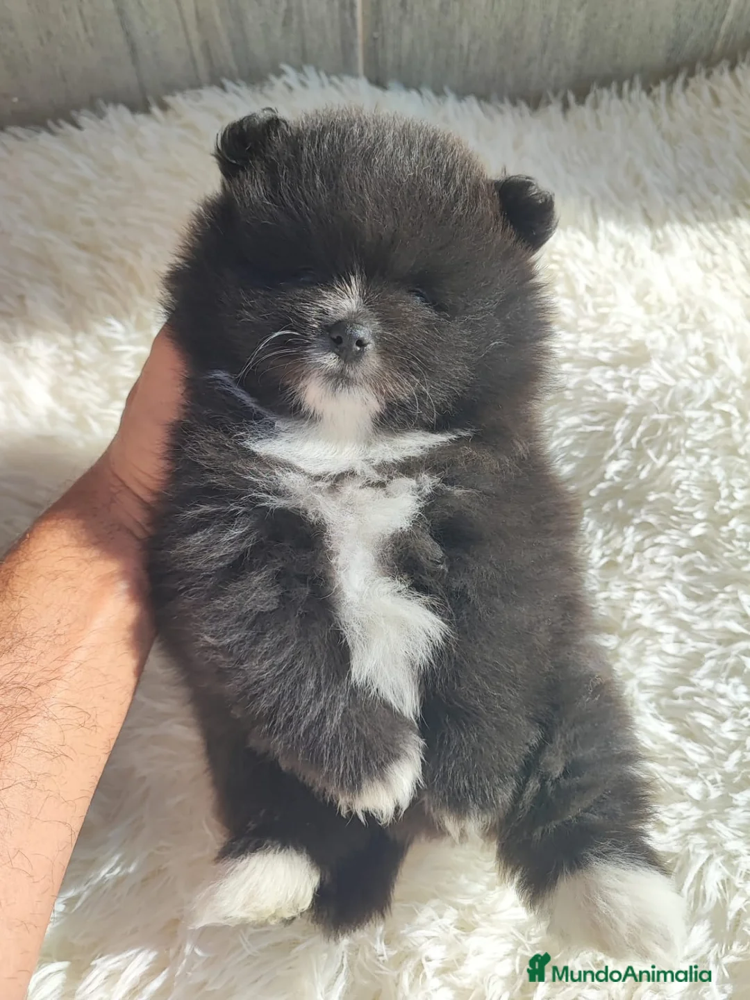 Spitz pequeño - Kleinspitz perros en venta: SPITZ ALEMÁN MACHO - Anuncio 1