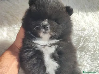 Spitz pequeño - Kleinspitz perros SPITZ ALEMÁN MACHO - Anuncio 3