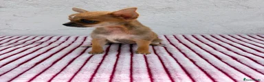 Chihuahua 1