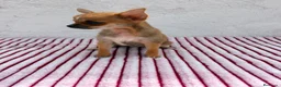 Chihuahua perros en venta: Chihuahua toy hembra  - Anuncio 7