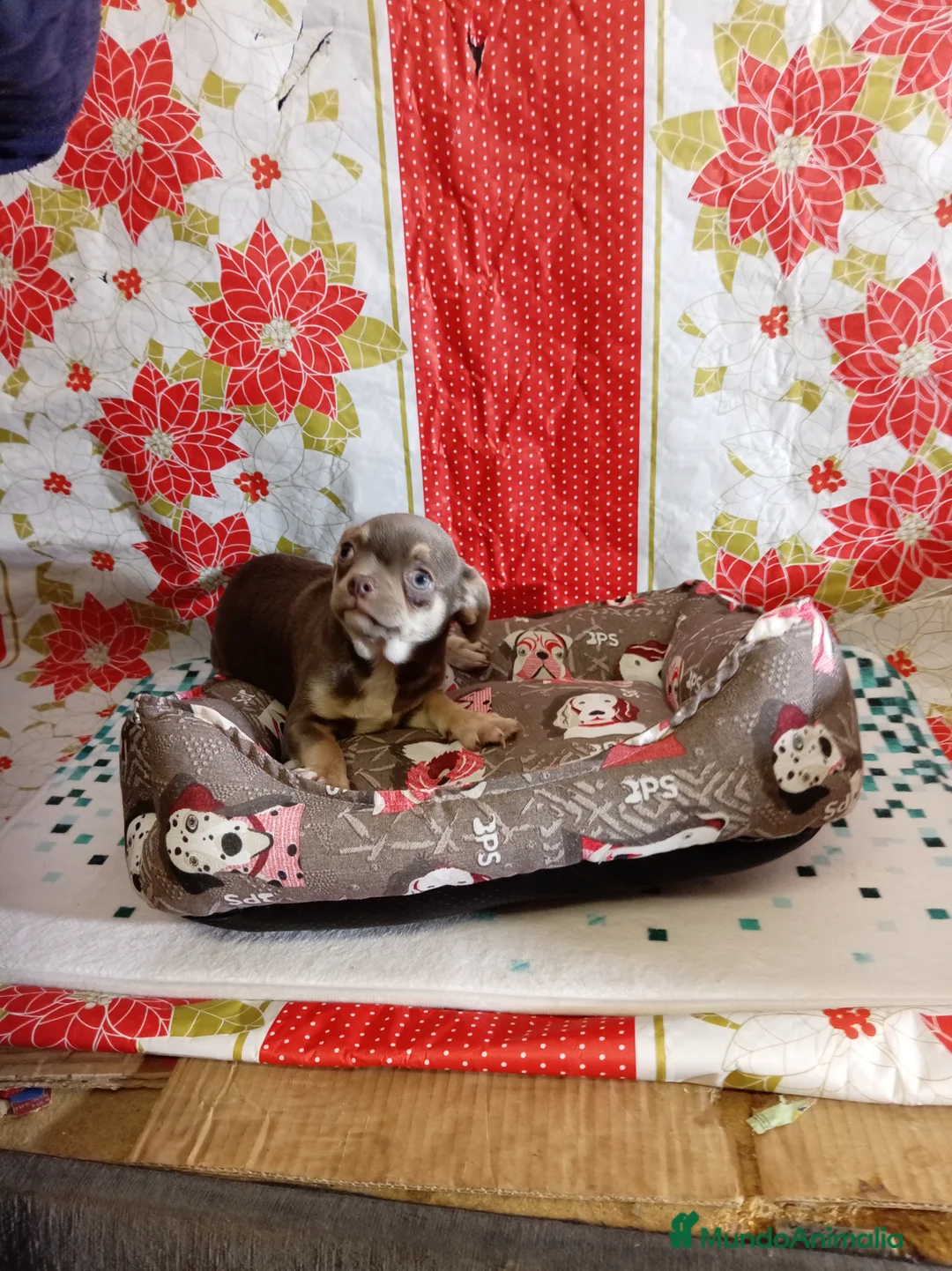 Chihuahua perros en venta: Chihuahua - Anuncio 8