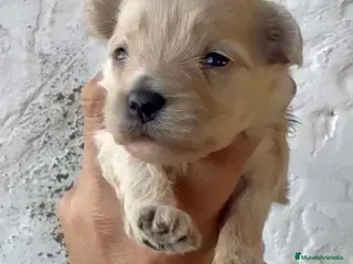 Maltipoo perros Preciosos Maltipoo para reservar en Córdoba - Anuncio 1