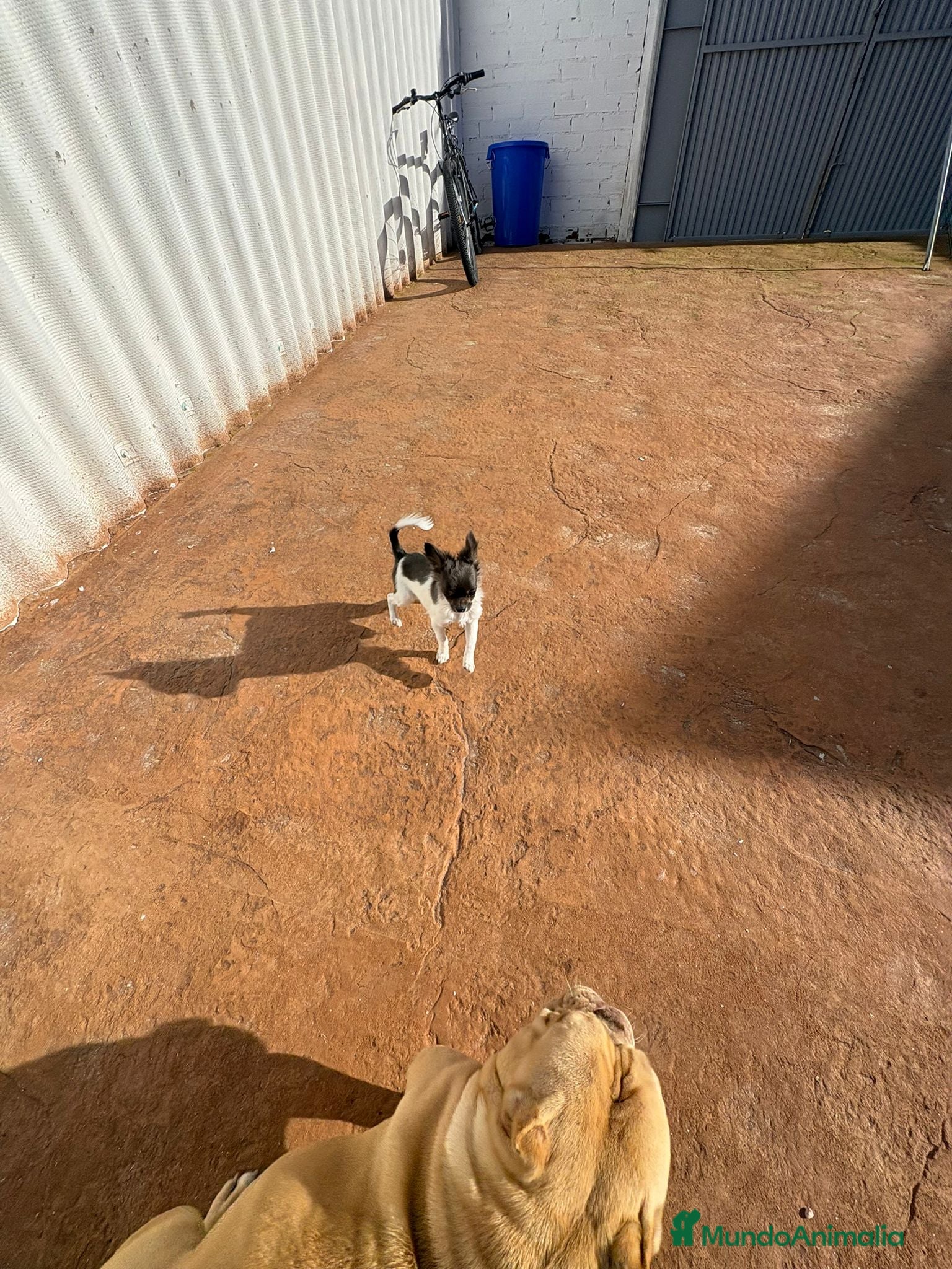 Chihuahua perros Oportunidad chihuahua toy mini - Anuncio 6