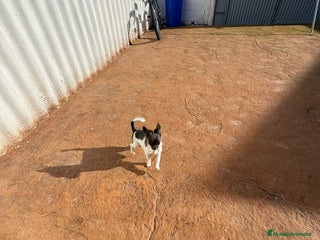 Chihuahua perros Oportunidad chihuahua toy mini - Anuncio 1